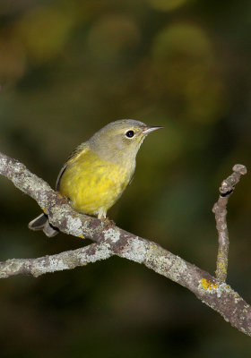 Warbler 001