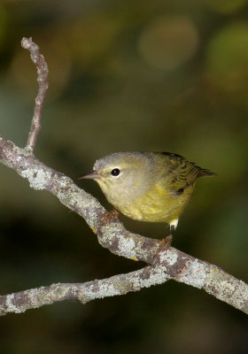 Warbler 002