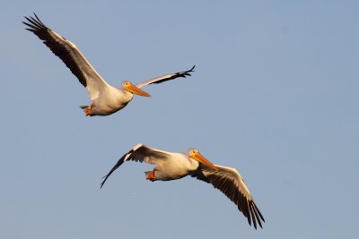 American White Pelican 002