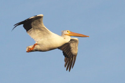 American White Pelican 003
