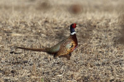 Ring-necked Pheasant 001