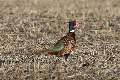 Ring-necked Pheasant 002