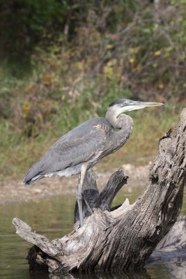 Great Blue Heron 017