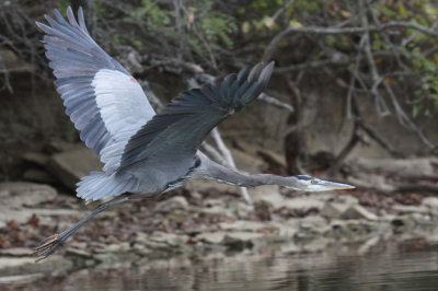 Great Blue Heron 018