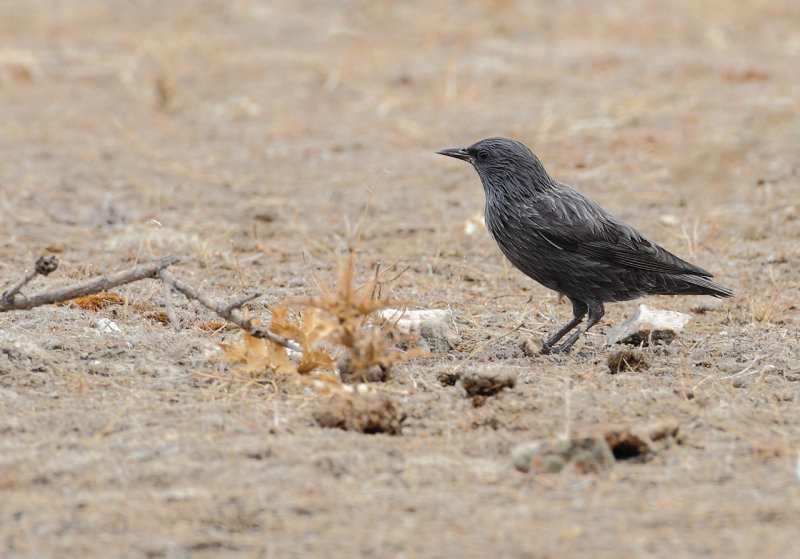 Spotless starling -Sturnus unicolor