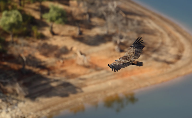 Griffon vulture (Gyps fulvus)