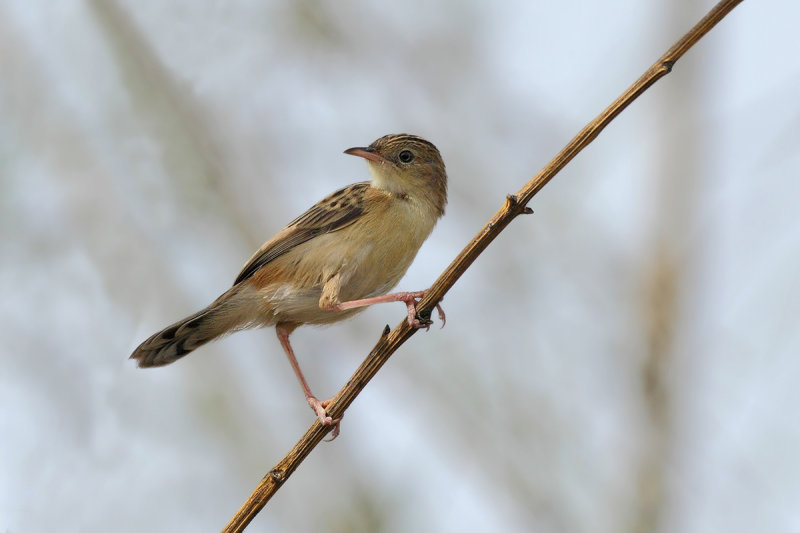 Zitting Cisticola - (Cisticola juncidis)