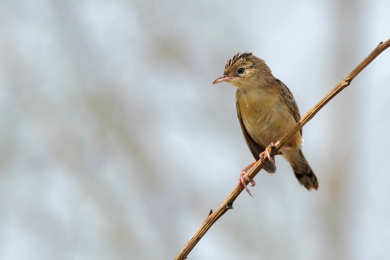 Zitting Cisticola - (Cisticola juncidis)