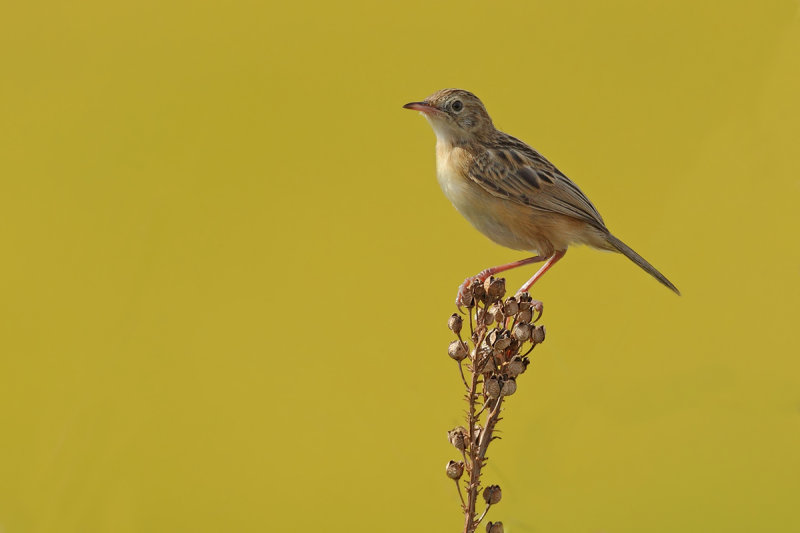 Zitting Cisticola - (Cisticola juncidis)