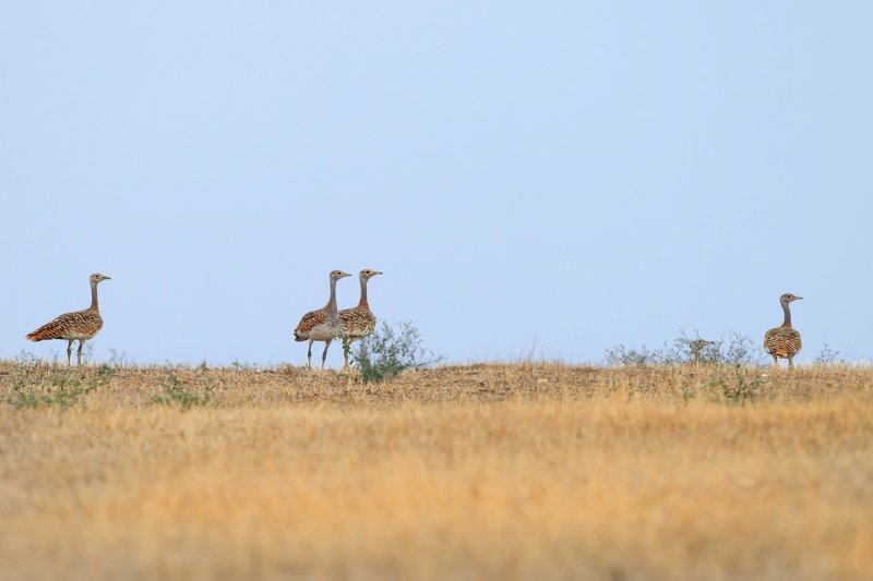 Great Bustard (Otis tarda)