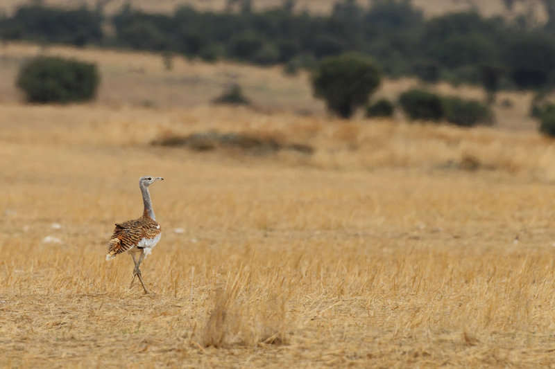 Great Bustard (Otis tarda)