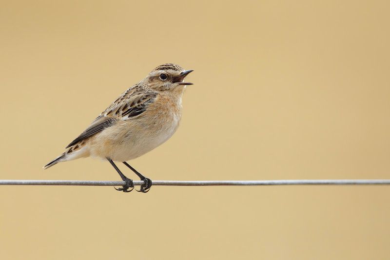 Whinchat  (Saxicola rubetra)