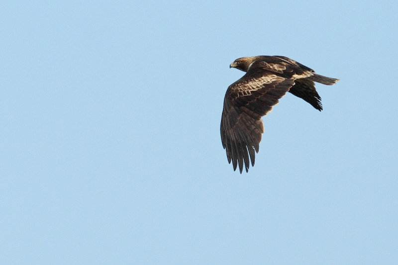 Booted Eagle  (Aquila pennata)