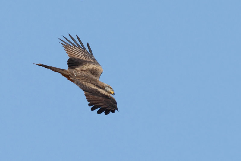 Black Kite (Milvus migrans) 