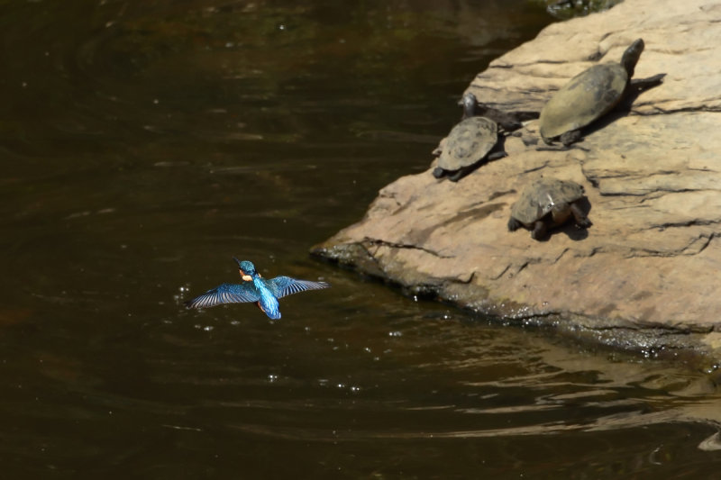 Kingfisher (Alcedo atthis)