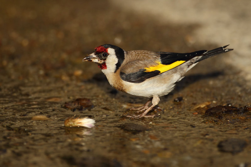 European Goldfinch (Carduelis carduelis) 