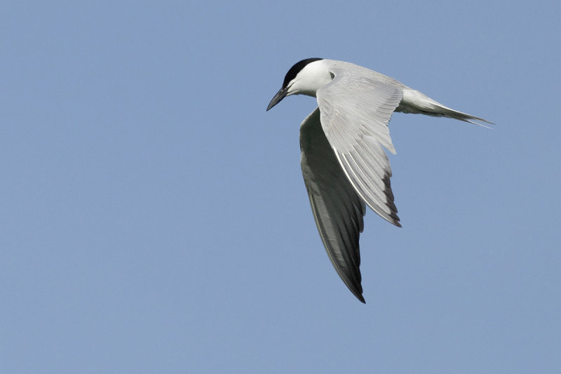 Gull billed tern (Gelochelidon nilotica) 