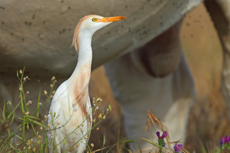 Cattle Egret (Bubulcus ibis) 