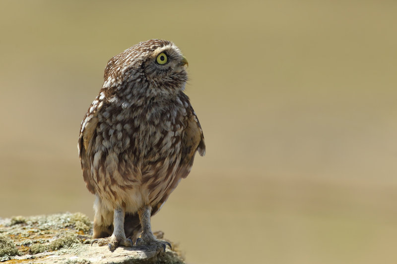 Gallery Little Owl