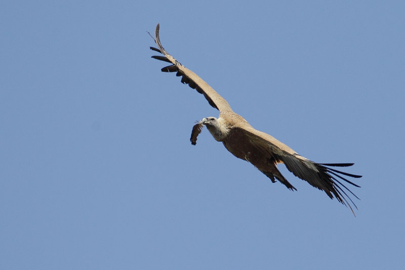 Griffon vulture (Gyps fulvus) 