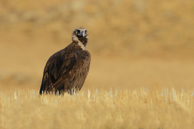 Eurasian Black Vulture (Aegypius monachus) 