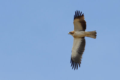 Booted Eagle (Aquila pennata) 