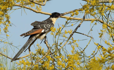 Great Spotted Cuckoo (Clamator glandarius) 