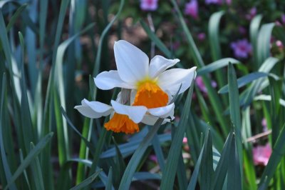 DSC_0044.800.jpg - Daffodils...