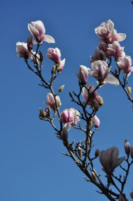 DSC_3993.800.jpg - El magnolio