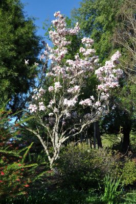 DSC_4086.800.jpg - El magnolio