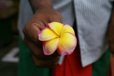 DSC00922.800.jpg - La flor de Bali