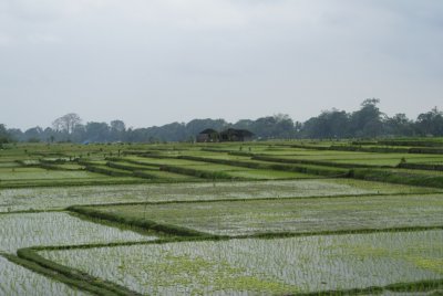 DSC01005.800.jpg - Los primeros campos de arroz
