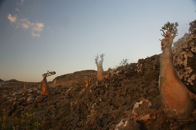 94.jpg