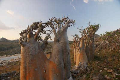 97.jpg