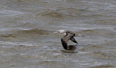 Jan-van-Gent / Northern Gannet / Morus bassanus