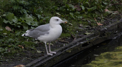 Hybride Zilvermeeuw x Pontische Meeuw / Herring Gull x Caspian Gull / Larus argentatus x Larus cachinnans