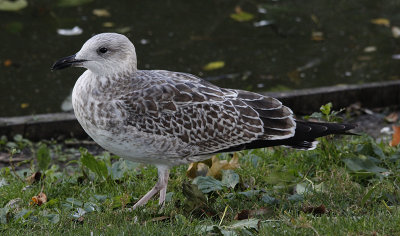 Kleine Mantelmeeuw / Lesser Black-backed Gull / Larus fuscus graellsii/intermedius