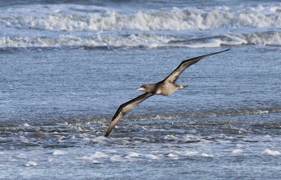 Jan-van-Gent / Northern Gannet / Morus bassanus