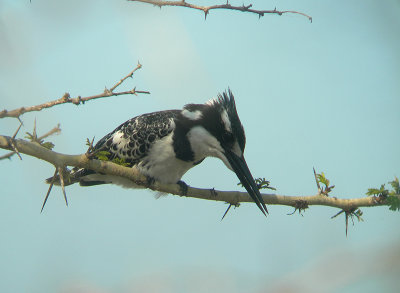 bonteijsvogel1.jpg