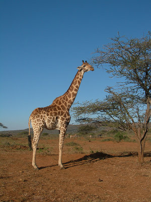 giraf2.jpg