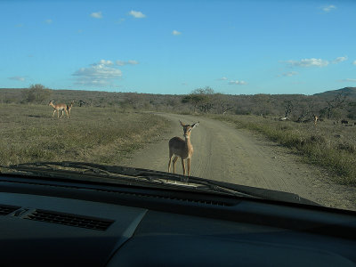 impala1.jpg