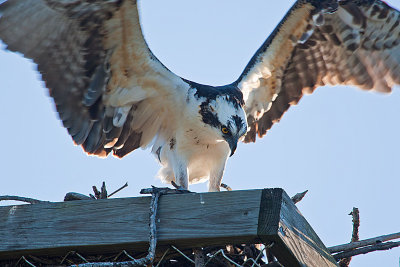 Osprey