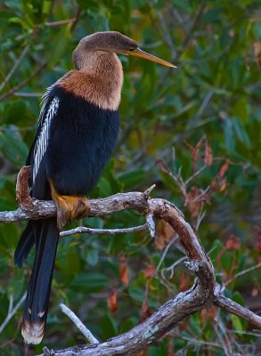 Anterior view Anhinga