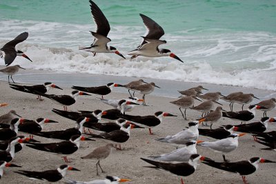 Black Skimmers Landing