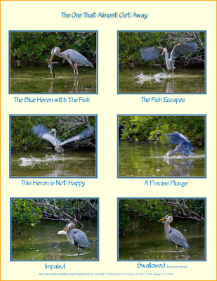 The One that Almost Got Away...a single entry gallery. Life and Death in the Mangrove Swamp.