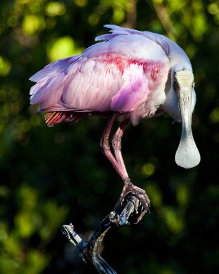 Spoonbill perch