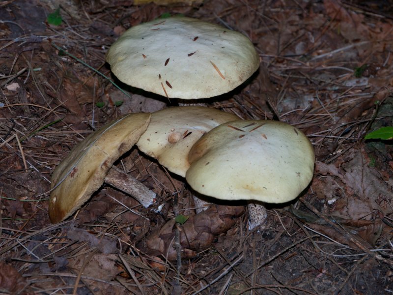 Suillus placidus1010201.jpg