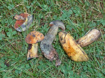 Boletus discolor1010066.jpg