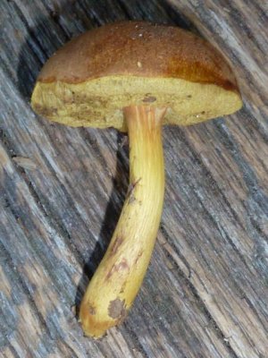 Boletus roxanae1010049.jpg