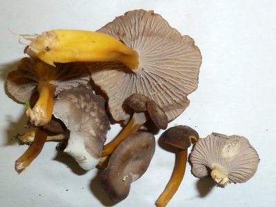 Craterellus tubaeformis1020301.jpg